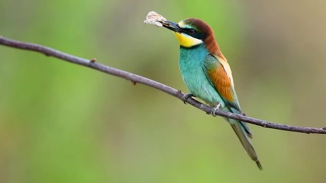 Bee eater bird - ( Merops apiaster )