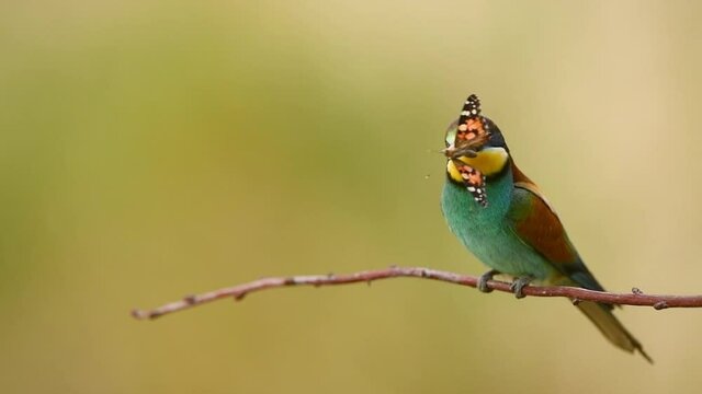 Bee eater bird - ( Merops apiaster )