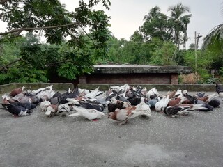 flock of birds