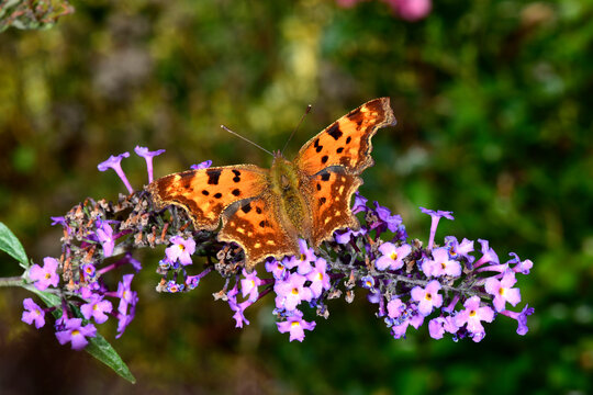 C-Falter / Comma, Anglewing (Polygonia c-album) 