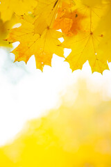 Autumn background with maple leaves. Yellow maple leaves on a blurred background. Copy space