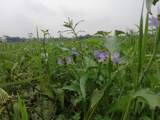 flowers in the field