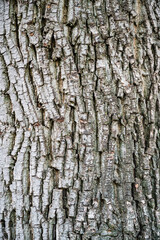 A vertical closeup of a tree trunk