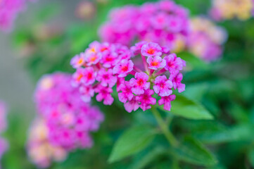 A selective focus closeup of the pink Buddleja flowers