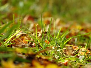Beautiful landscape of autumn leaves in nature close up