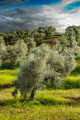 Fototapeta premium Olive Trees, Spain