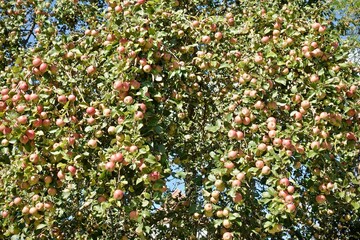 Äpfel am Baum - reiche Ernte