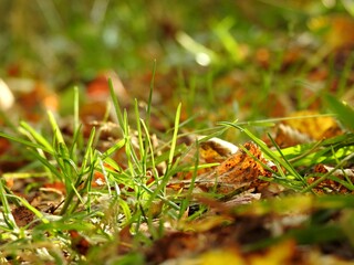 Beautiful landscape of autumn leaves in nature close up