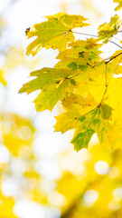 Autumn background with maple leaves. Yellow maple leaves on a blurred background. Copy space