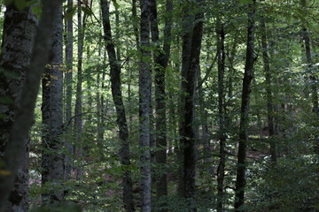 Trees in the dark forest
