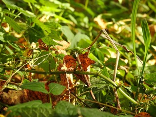 Beautiful landscape of autumn leaves in nature close up