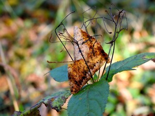 Beautiful landscape of autumn leaves in nature close up