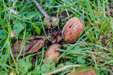 A closeup of a fresh whole walnut fallen on the grass
