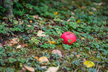 A low angle shot of an apple fallen on the ground