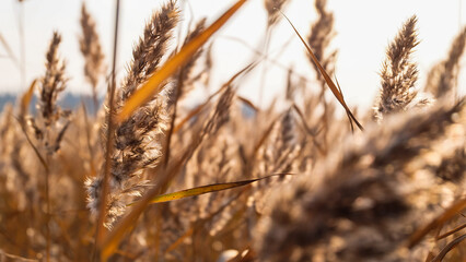 Fototapeta premium Reed, reeds at the lake covered with mild evening sunshine