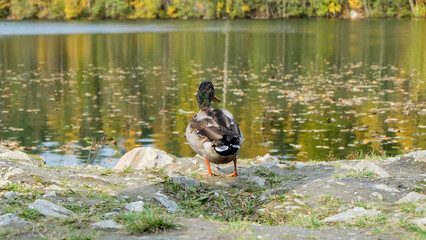 A drake standing by the lake, looks into the distance 