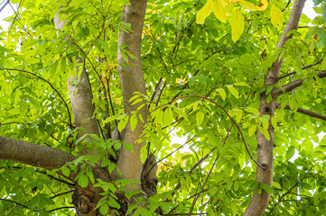 A low angle shot of leaves on a tree in a park