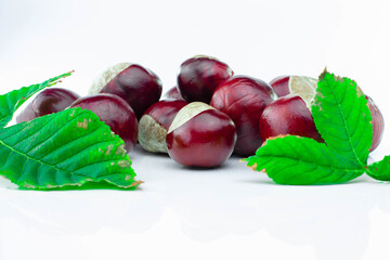 Chestnuts and their leaves just picked from the tree.