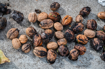 A top view closeup of fresh whole walnuts on the ground