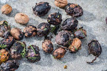 A top view closeup of fresh whole walnuts on the ground