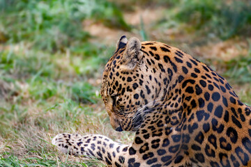 Portrait de panthère : fascination féline, beauté sauvage