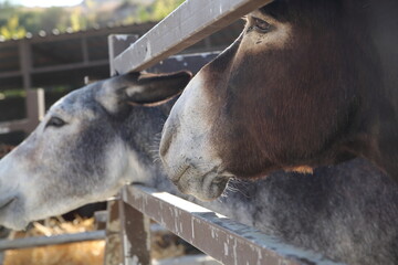 portrait of two donkeys in a farm