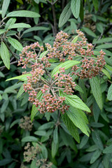 Wrinkled potassium (Viburnum rhytidophyllum Hemsl.). Brush of ripening fruits