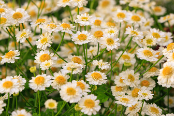 Flowers of the Pharmaceutical chamomile close-up lit by the setting sun