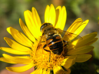 drone fly on yellow flower 