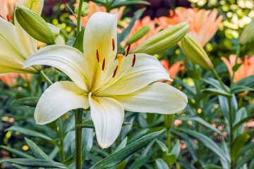 Fototapeta premium Lily flowers on a green background. flowers in the garden