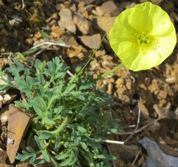 Arctic Poppy (Papaver lapponicum) yellow wildflower in Denali National Park & Preserve, Alaska