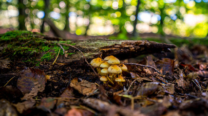 Pilze
