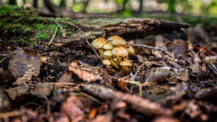 Pilze