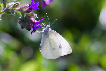 white butterfly on a flower