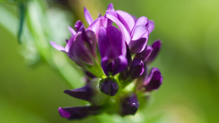 Fototapeta premium purple crocus flower