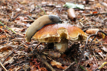 Slug eating boletus edulis