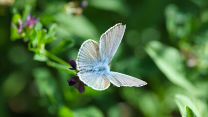 butterfly on a flower