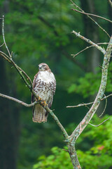 Hawk perched on tree branch in forest