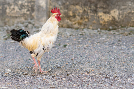 attractive health rooster