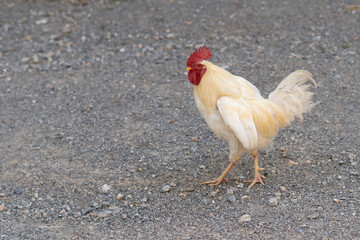 attractive health rooster