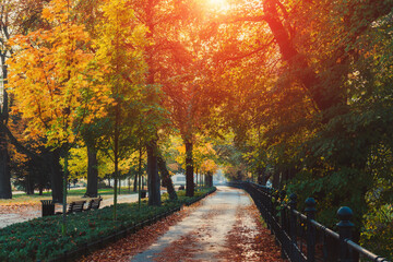 Amazing landscape of autumn season park. Glowing with some effect In morning at park. Yellow trees and fallen leaves. Wroclaw, Poland. Colorful toning effect.