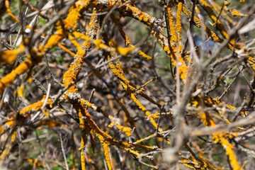 Dry branches with yellow lichen. Xanthoria parietina
