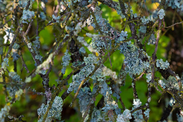 Dry branches with gray lichen . Oakmoss