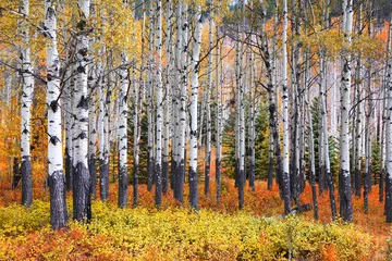  Veel Aspen-bomen in een bos in de herfst © SNEHIT PHOTO