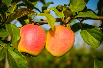 Beautiful apple trees in an apple orchard in autumn, selective focus. Apples closeup