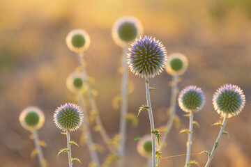 Echinops sphaerocephalus. Summer blue wild  flowers in the field.