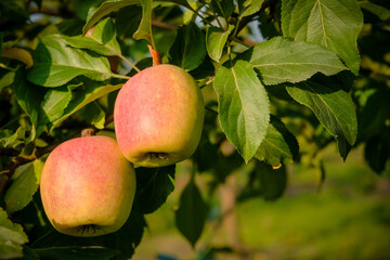 Beautiful apple trees in an apple orchard in autumn, selective focus. Apples closeup