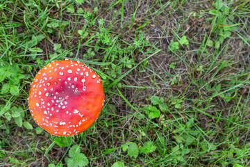 Red amanita mushroom on a background of green grass. Forest poisonous mushroom.Insect repellent.A psychoactive substance