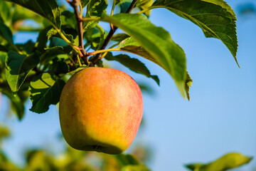Beautiful apple trees in an apple orchard in autumn, selective focus. Apples closeup