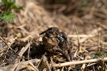 Couple of common toads (Bufo bufo) mating in reed near water pond. Wild european toads mating season